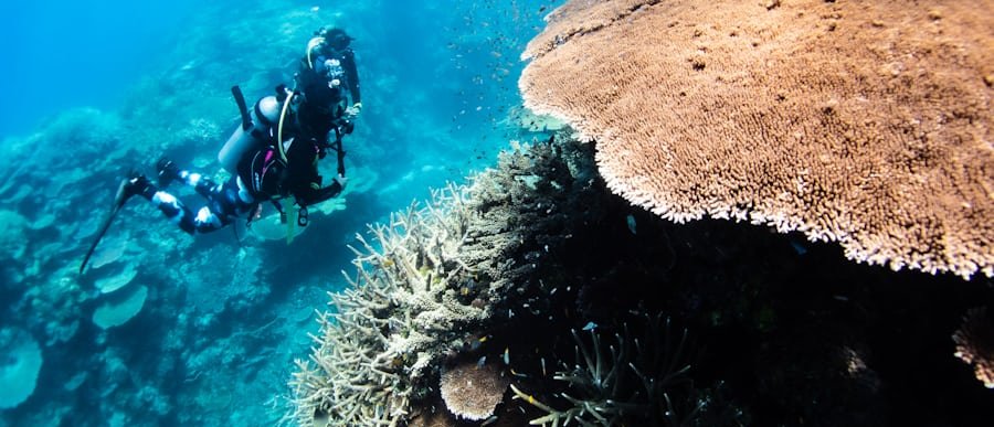 Illustrative Red Sea diving photo — not taken at Mashraba