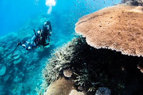 Dry Suit Diver