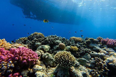 Red Sea water temperature, month by month