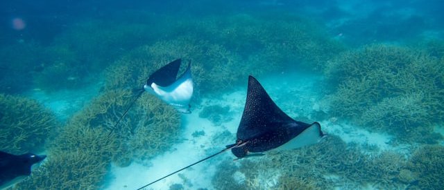 Illustrative Red Sea diving photo — not taken at Small Giftun
