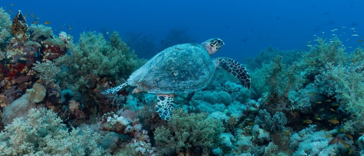 Illustrative Red Sea diving photo — not taken at Shaab Ini